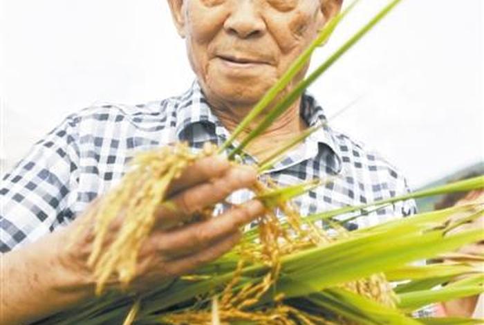 中国历史人物可以写袁隆平吗,袁隆平伟人可以怎么写 中国历史人物可以写袁隆平吗,袁隆平伟人可以怎么写