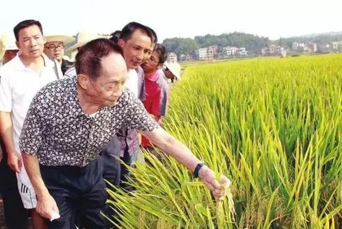 袁隆平人物事迹简短、袁隆平人物事迹简短300字