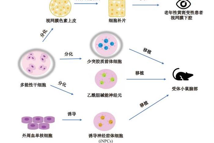 科学家利用干细胞再生疗法、干细胞再生医学还有多远