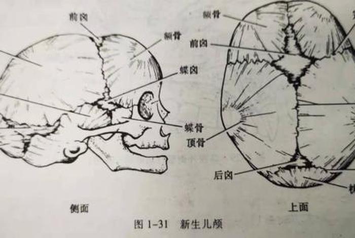 扁头的历史（扁头的形状）