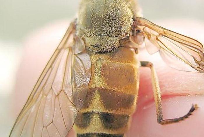 中国历史人物像牛虻一样的人 - 像牛虻的昆虫 中国历史人物像牛虻一样的人 - 像牛虻的昆虫