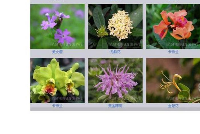 好听的人物花名、好听花的名字可做人名 好听的人物花名、好听花的名字可做人名