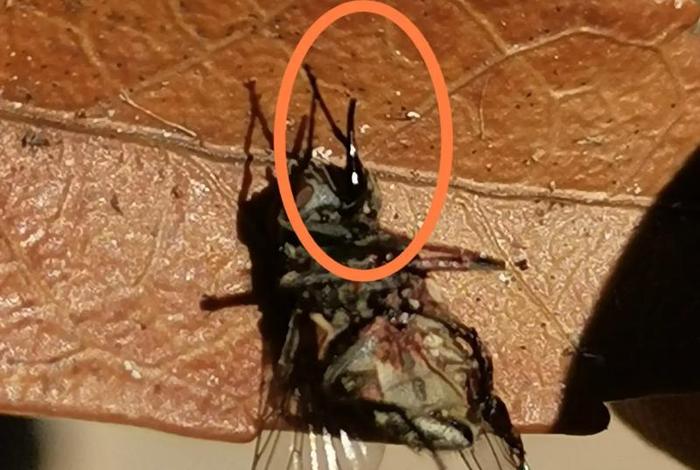 中国历史人物像牛虻的是谁;像牛一样的人 中国历史人物像牛虻的是谁;像牛一样的人