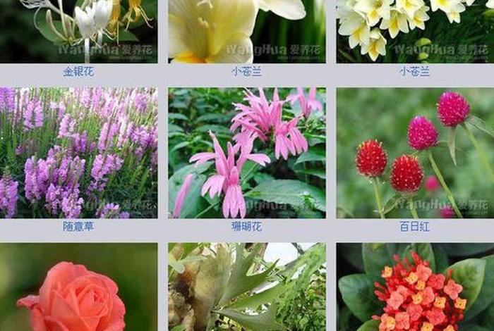 中国历史人物花名女 - 中国十大历史名花有? 中国历史人物花名女 - 中国十大历史名花有?