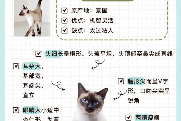 印度印暹罗历史人物,印度猫暹罗猫价格 印度印暹罗历史人物,印度猫暹罗猫价格