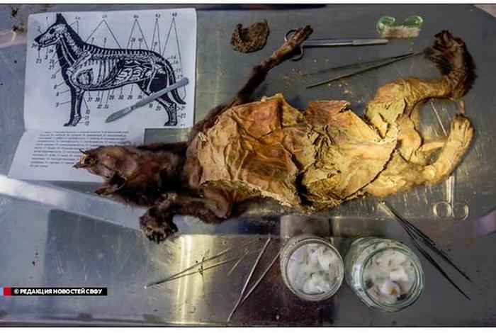 历史上的名人尸骨,名人尸检 历史上的名人尸骨,名人尸检