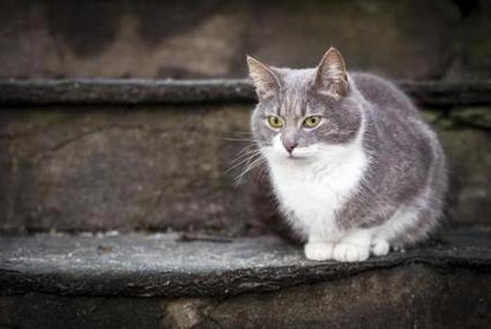 沈竞洋在华为几号人物(演员沈竟华) 沈竞洋在华为几号人物(演员沈竟华)