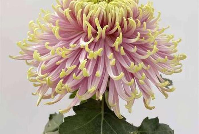 中国历史人物花名女 - 中国十大历史名花有? 中国历史人物花名女 - 中国十大历史名花有?