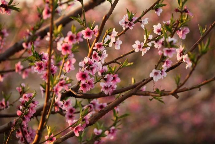 好听的历史人物花名、好听的历史人物花名大全 好听的历史人物花名、好听的历史人物花名大全