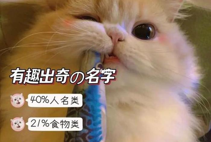 猫扮演历史人物英文、扮演小猫英语