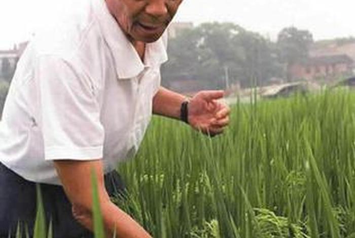 袁隆平历史事迹不少于150;袁隆平的事迹100字以内 袁隆平历史事迹不少于150;袁隆平的事迹100字以内