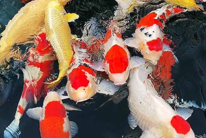 中国和水有关的有鱼还有什么,中国与水有关的节日 中国和水有关的有鱼还有什么,中国与水有关的节日