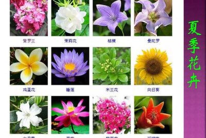 好听的人物花名、好听花的名字可做人名 好听的人物花名、好听花的名字可做人名