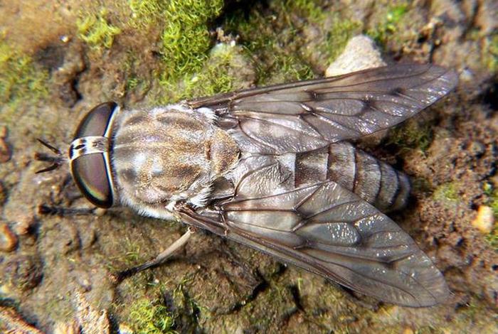 中国历史人物哪些像牛虻 - 像牛一样品质的人有谁