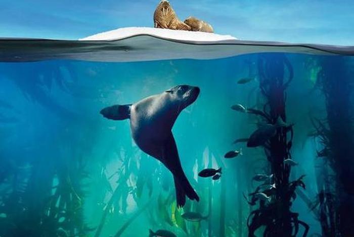 国外纪录片传奇人物 bbc纪录片人物传记