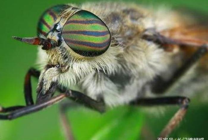 中国历史人物像牛虻一样的人 - 像牛虻的昆虫 中国历史人物像牛虻一样的人 - 像牛虻的昆虫