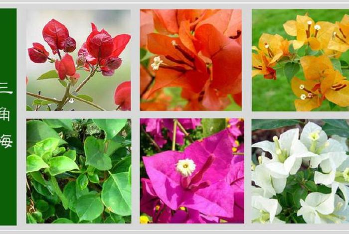 历史花名大全 - 历史人物花名大全