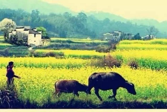 乡土中国人物形象 乡土中国主要人物 乡土中国人物形象 乡土中国主要人物