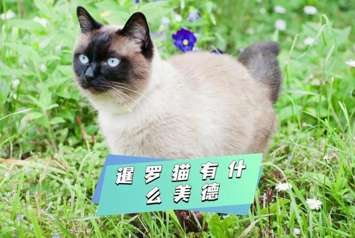 印度印暹罗历史人物,印度猫暹罗猫价格 印度印暹罗历史人物,印度猫暹罗猫价格