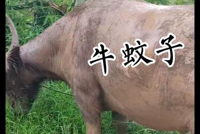 中国历史人物有哪些人像牛虻，历史中的牛人