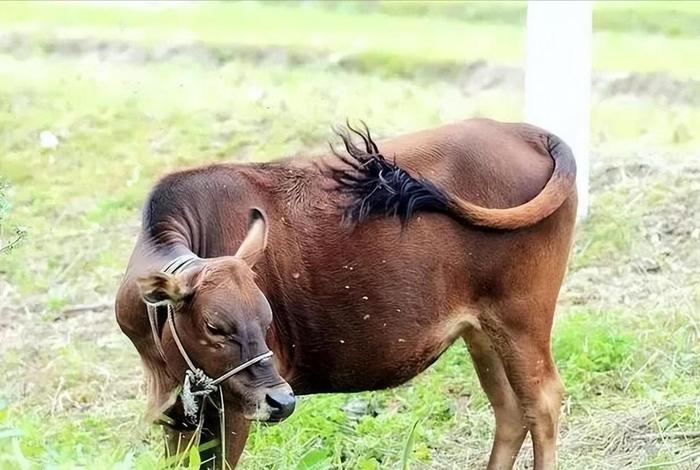 中国历史人物像牛虻的是谁;像牛一样的人 中国历史人物像牛虻的是谁;像牛一样的人