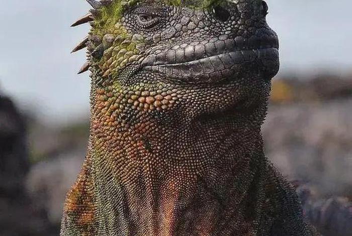 少见的动物图片,少见的动物图片大全 少见的动物图片,少见的动物图片大全