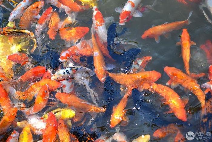 中国和水有关的有鱼还有什么,中国与水有关的节日 中国和水有关的有鱼还有什么,中国与水有关的节日