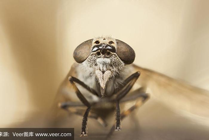 中国历史人物像牛虻的是谁;像牛一样的人 中国历史人物像牛虻的是谁;像牛一样的人