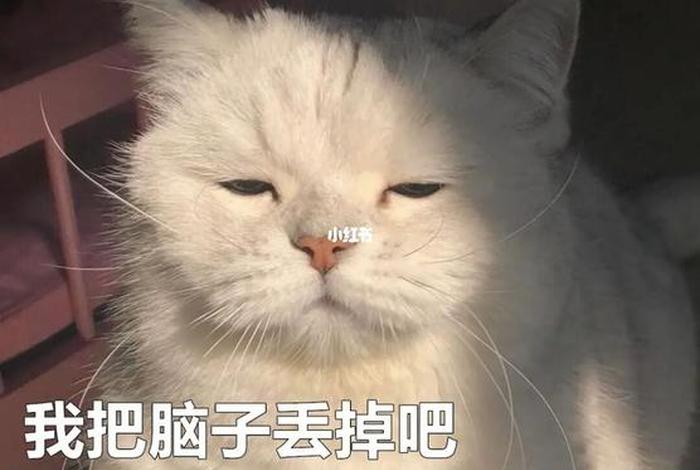 没有脑子的人是什么意思 - 没有脑子怎么办? 没有脑子的人是什么意思 - 没有脑子怎么办?