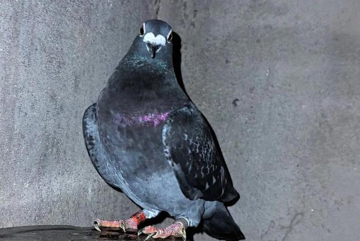 中国鹰鸽名人录,中国鹰鸽两派 中国鹰鸽名人录,中国鹰鸽两派