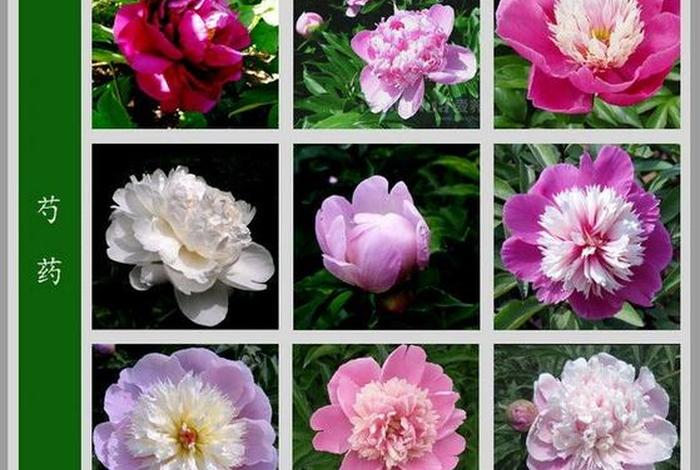 历史名人的花名 古代名人花名 历史名人的花名 古代名人花名