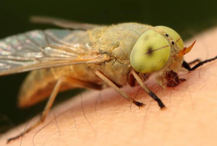 中国历史人物有哪些人像牛虻一样呢 - 像牛虻的昆虫