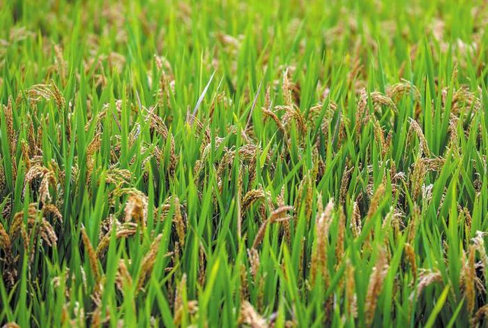 英语作文中国历史人物袁隆平(关于袁隆平生平事迹的英语作文) 英语作文中国历史人物袁隆平(关于袁隆平生平事迹的英语作文)