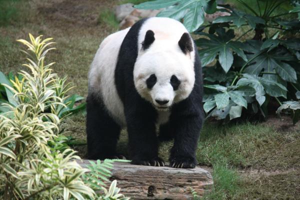 哺乳纲-小熊猫-种类,图片简介