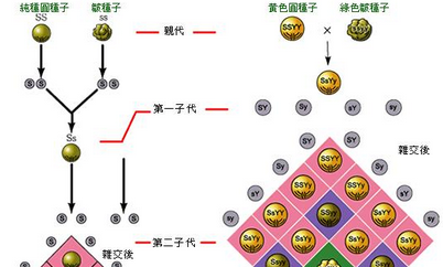 孟德尔-揭秘：现代遗传学之父孟德尔的职业是什么？