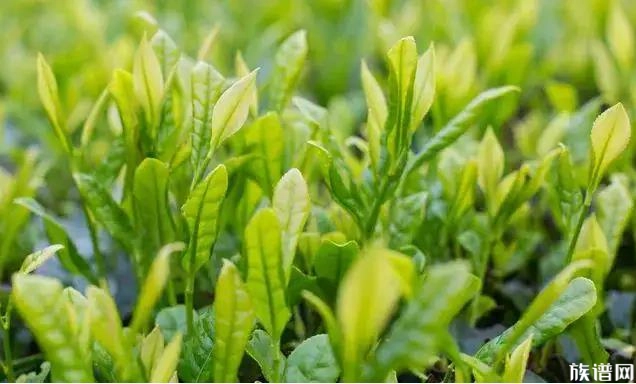 黄梅天-黄梅天是什么意思 黄梅天-黄梅天是什么意思