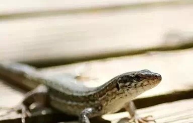 古人如何配制春药的? 古人如何配制春药的?