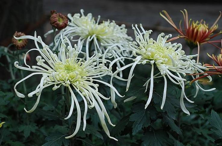 文化-忌日和祭日的区别