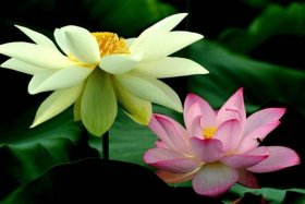 1961年 名人 1961年名人有谁