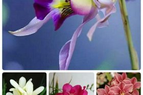 中国历史人物花名女 - 中国十大历史名花有？