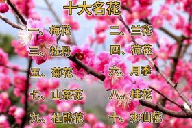中国传统十大名花 - 中国十大名花分别是什么