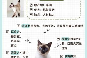 印度印暹罗历史人物，印度猫暹罗猫价格