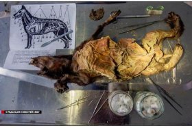 历史上的名人尸骨，名人尸检