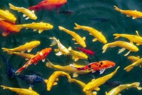 中国和水有关的有鱼还有什么，中国与水有关的节日