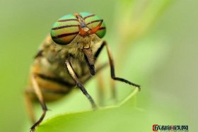 中国历史人物像牛虻一样的人 - 像牛虻的昆虫