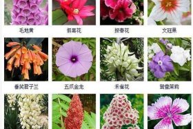 历史人物 花名；历史人物花名字大全 名称