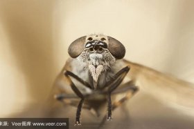 中国历史人物像牛虻的是谁；像牛一样的人