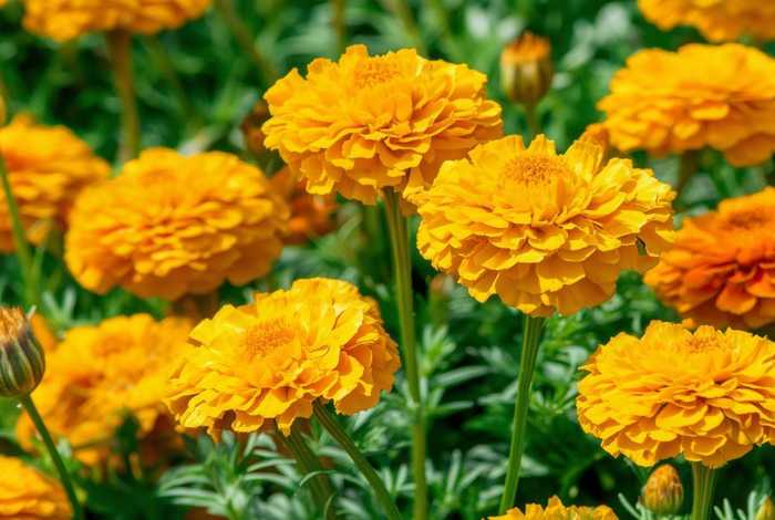 金盏花的介绍、金盏花的介绍和特点