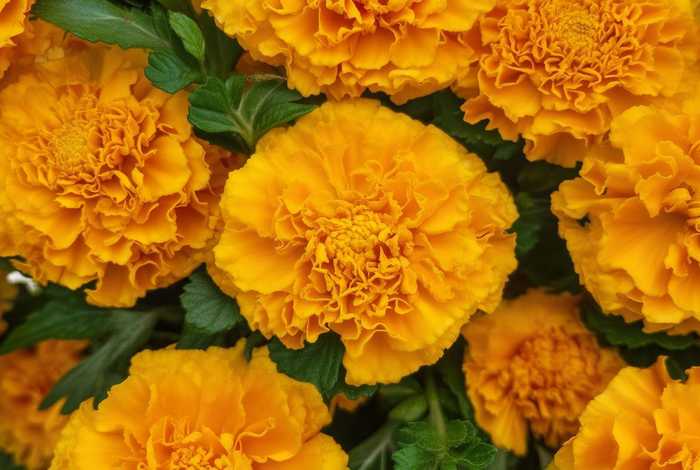 金盏花资料、金盏花资料简介