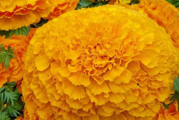金盏花资料、金盏花资料简介
